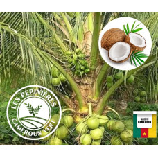 Dwarf coconut palm seedlings